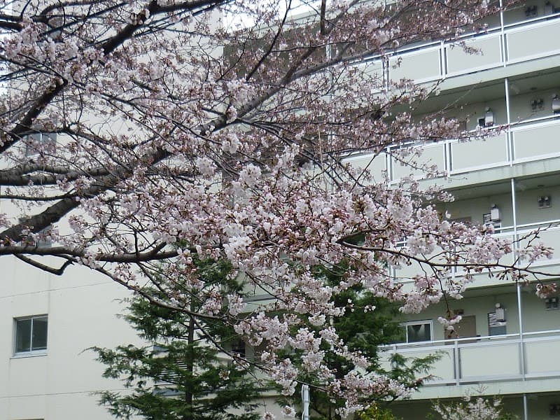 はすいけ歯科医院