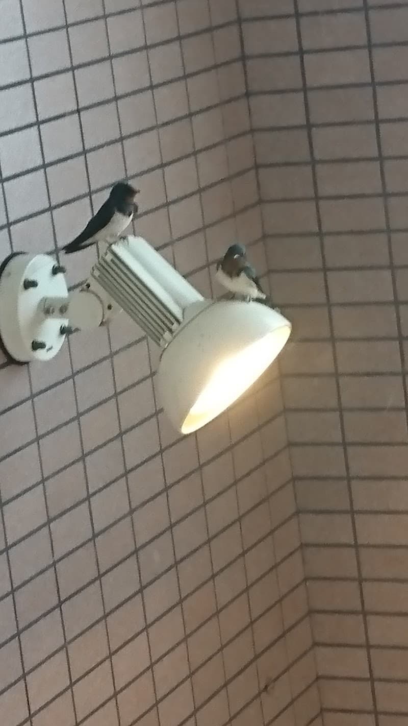 ひかり歯科